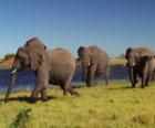 Слоны ходьбе
